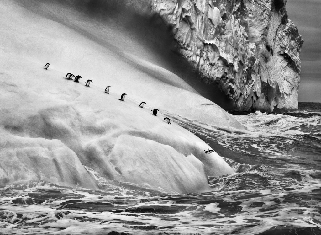Pingüins de cara blanca | Foto: Sebastiao Salgado